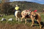 A man rides away on a horse while leading another wearing packs.