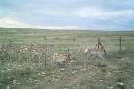 Pronghorn utilizing a pronghorn pass that was installed in 2013.