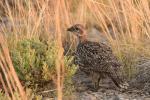 A young sage-grouse in mixed sage-steppe vegetation