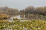 A grassy area with green vegetation and a pool of freshwater from a wetland.