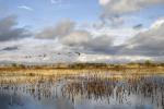 Duck fly over a wetland