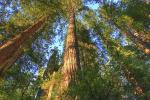 Tall trees tower in a cluster