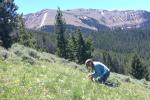 Kelly Savage kneels on green hillside collecting native seeds with mountains in the background.