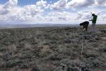 two people taking vegetation measurements in sagebrush habitat