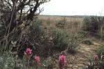 magenta paintbrush intermixed with multi-story sagebrush