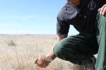 A man in a blue cap and shirt and green pants squats to examine a huge field of dead grass with long seeds. 