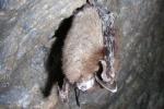 A bat with white fungus on its face.