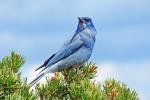 a pinyon jay atop a pinyon pine tree