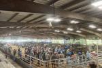 BLM Wild Horse and Burro Program Manager Pat Williams on the corral panel explaining the BLM wild horse and burro program to the crowd