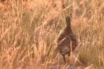 a greater sage-grouse walking in dry grass late summer sun