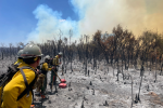 Firefighters stand at the edge of a charred stand of small trees