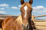BLM-WY-DeerwoodAdoption2024
