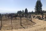 a photo of spectators watching a horse clinic outside of a round pen