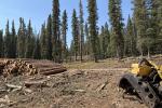Yellow forestry equipment and a neatly stacked pile of logs in a logged forest clearing