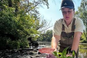 A BLM Natural Resource Specialist prepares an herbarium voucher of Joe Pye weed, carefully arranging the roots of the plant. She lays it on top of cardboard as a river can be seen flowing behind her with green trees on both sides of that river