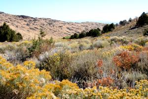 Various shrub species can be seen in this high desert region of public lands managed by the Eagle Lake Field Office.