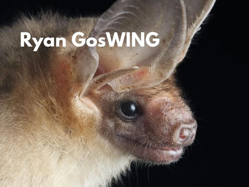 A close up of a white bat with large ears. 